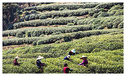 Meijiawu Tea Cultural Village