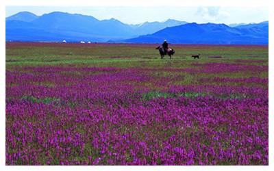 Bayanbulak Grassland 2.jpg